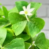 Oxalis Shamrock Live Plant - Small Edible Ground Cover for Deep Shade - Image 1