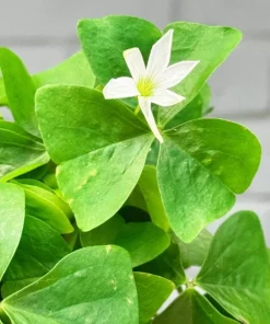 Oxalis Shamrock Live Plant - Small Edible Ground Cover for Deep Shade - Image 1