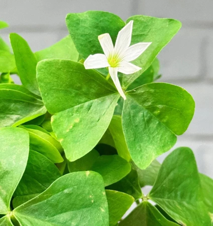Oxalis Shamrock Live Plant - Small Edible Ground Cover for Deep Shade - Image 1