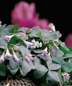 Oxalis Silver Streak Bulbs - 10 Count - Pink/White Flowers - Indoor/Outdoor - Image 2