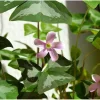 Oxalis Silver Streak Bulbs - 10 Count - Pink/White Flowers - Indoor/Outdoor - Image 1