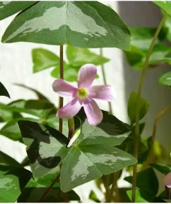 Oxalis Silver Streak Bulbs - 10 Count - Pink/White Flowers - Indoor/Outdoor - Image 1