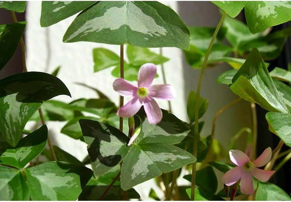 Oxalis Silver Streak Bulbs - 10 Count - Pink/White Flowers - Indoor/Outdoor - Image 1