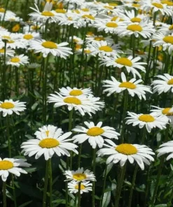 Oxeye Daisy Live Plant – 3