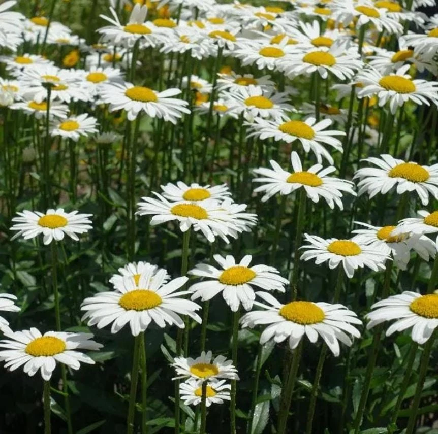 Oxeye Daisy Live Plant – 3" Pot – Perennial Wildflower – Outdoor - Image 2