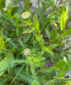 Oxeye Daisy Live Plant – 3