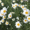 Oxeye Daisy Live Plant – 3" Pot – Perennial Wildflower – Outdoor - Image 1