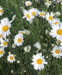 Oxeye Daisy Live Plant – 3