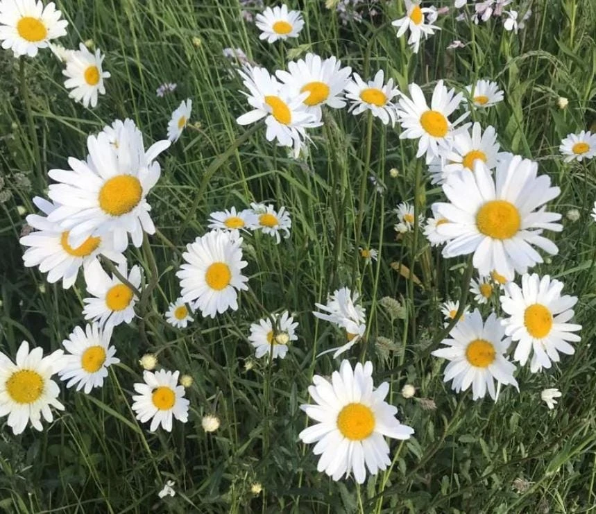 Oxeye Daisy Live Plant – 3" Pot – Perennial Wildflower – Outdoor - Image 1