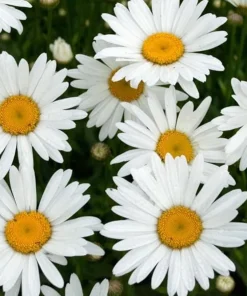 Oxeye Daisy Live Plants - Set of 4 Perennial Wildflowers - 3
