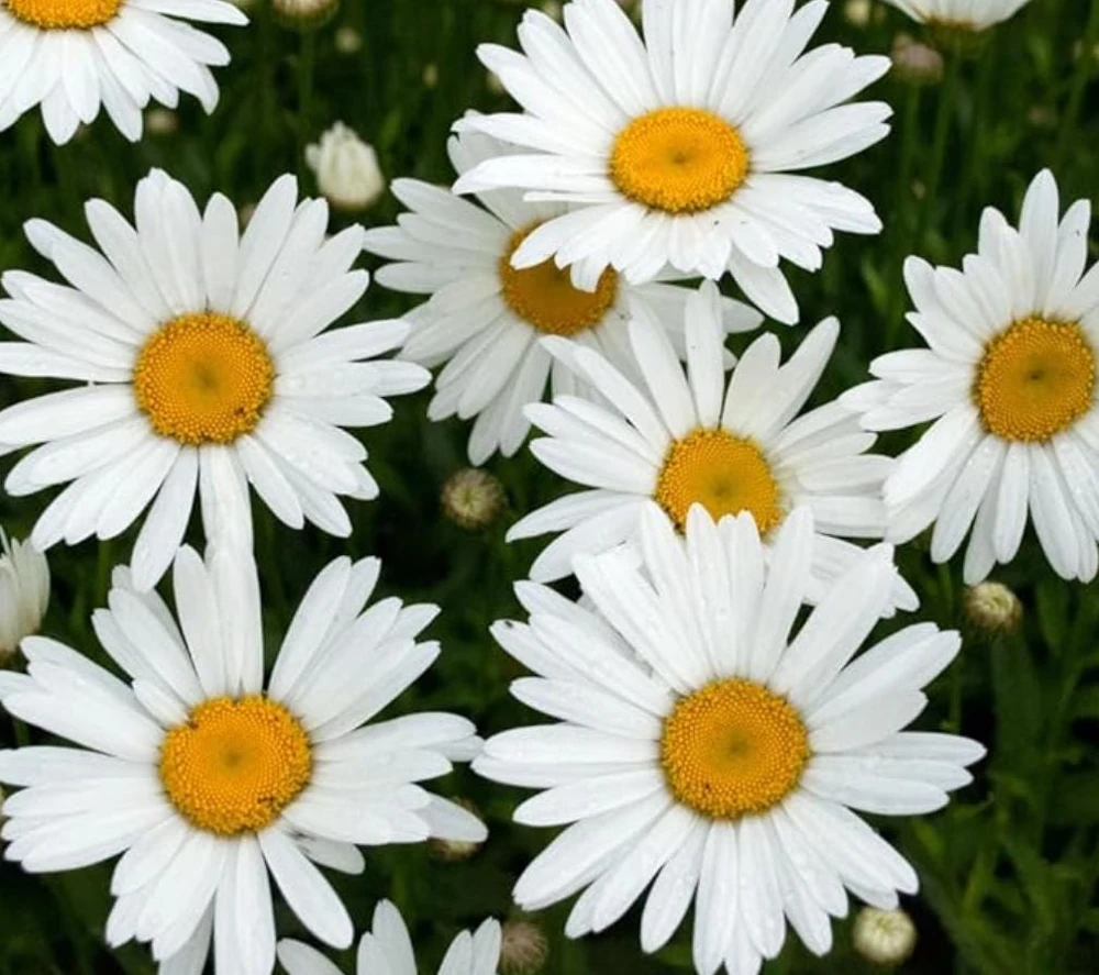 Oxeye Daisy Live Plants - Set of 4 Perennial Wildflowers - 3" Pot - Outdoor - Image 2