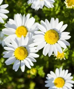 Oxeye Daisy Live Plants - Set of 4 Perennial Wildflowers - 3