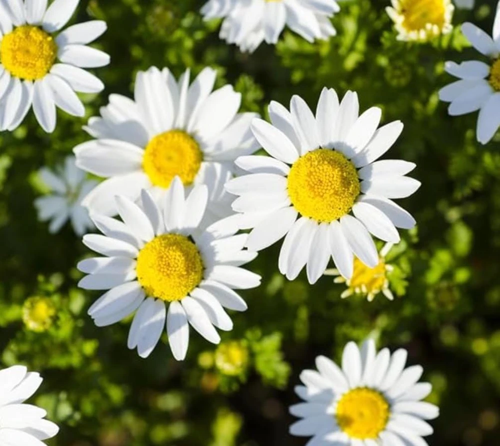 Oxeye Daisy Live Plants - Set of 4 Perennial Wildflowers - 3" Pot - Outdoor - Image 3