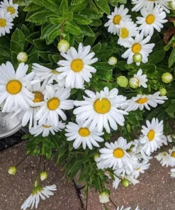 Oxeye Daisy Live Plants - Set of 4 Perennial Wildflowers - 3