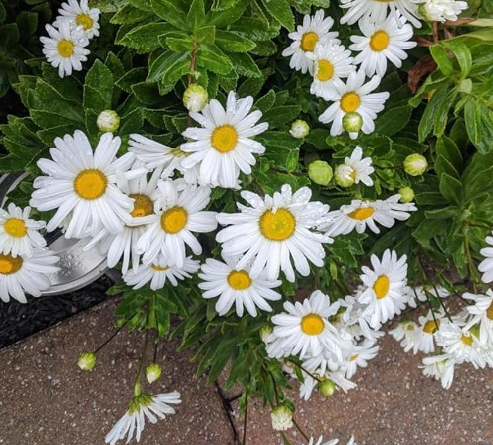 Oxeye Daisy Live Plants - Set of 4 Perennial Wildflowers - 3" Pot - Outdoor - Image 4