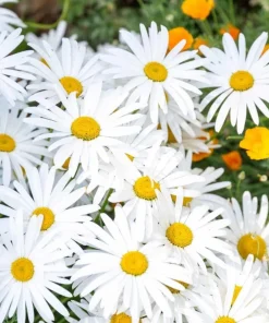 Oxeye Daisy Live Plants - Set of 4 Perennial Wildflowers - 3