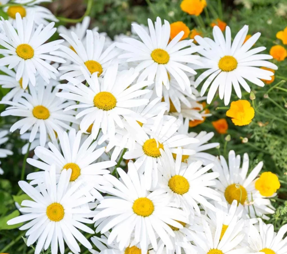 Oxeye Daisy Live Plants - Set of 4 Perennial Wildflowers - 3" Pot - Outdoor - Image 5