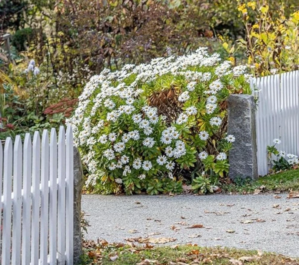 Oxeye Daisy Live Plants - Set of 4 Perennial Wildflowers - 3" Pot - Outdoor - Image 6