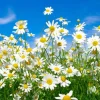 Oxeye Daisy Live Plants - Set of 4 Perennial Wildflowers - 3" Pot - Outdoor - Image 1
