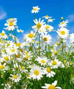 Oxeye Daisy Live Plants - Set of 4 Perennial Wildflowers - 3