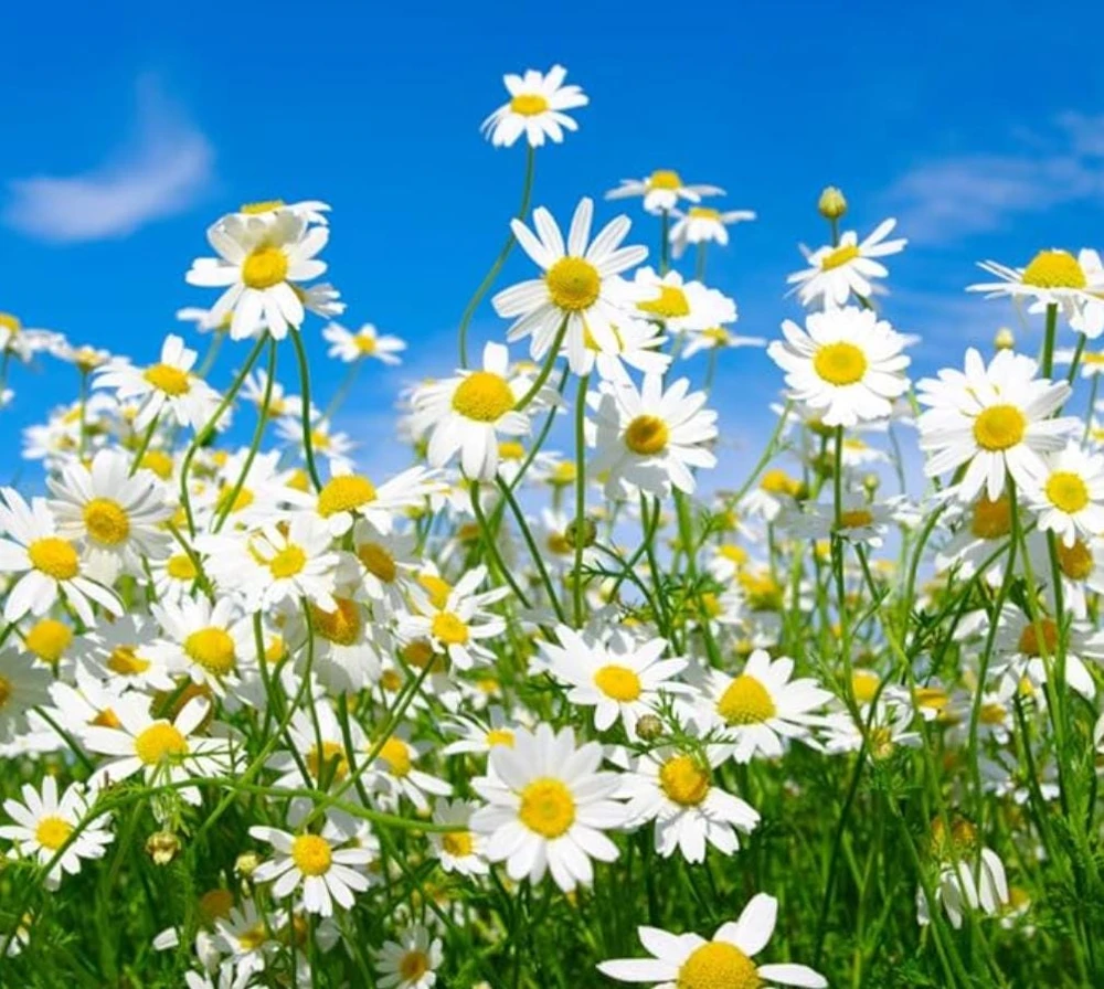 Oxeye Daisy Live Plants - Set of 4 Perennial Wildflowers - 3" Pot - Outdoor - Image 1