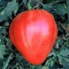 Oxheart Tomato Seeds - Heirloom Vegetable Seeds, Large Pink Fruit, 20 Seeds - Image 1