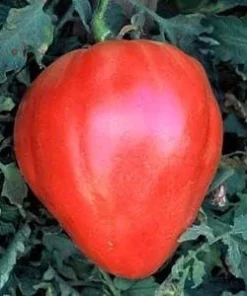 Oxheart Tomato Seeds - Heirloom Vegetable Seeds, Large Pink Fruit, 20 Seeds - Image 1