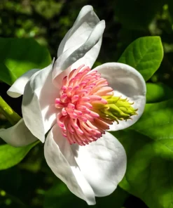 Oyama Magnolia Tree Seeds - White Pink Flowers, Pink Pods, Shrub - Image 10