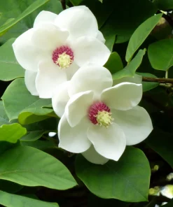 Oyama Magnolia Tree Seeds - White Pink Flowers, Pink Pods, Shrub - Image 2