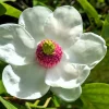 Oyama Magnolia Tree Seeds - White Pink Flowers, Pink Pods, Shrub - Image 1