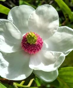 Oyama Magnolia Tree Seeds - White Pink Flowers, Pink Pods, Shrub - Image 1
