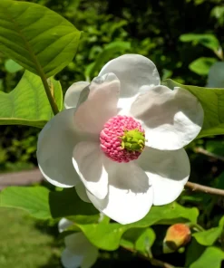 Oyama Magnolia Tree Seeds - White Pink Flowers, Pink Pods, Shrub - Image 3