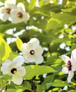 Oyama Magnolia Tree Seeds - White Pink Flowers, Pink Pods, Shrub - Image 4