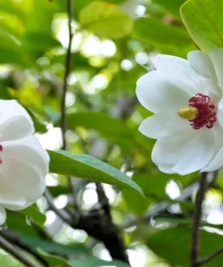 Oyama Magnolia Tree Seeds - White Pink Flowers, Pink Pods, Shrub - Image 5