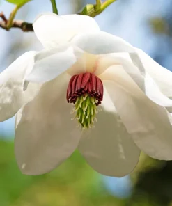Oyama Magnolia Tree Seeds - White Pink Flowers, Pink Pods, Shrub - Image 6