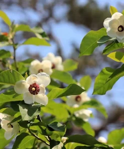 Oyama Magnolia Tree Seeds - White Pink Flowers, Pink Pods, Shrub - Image 7