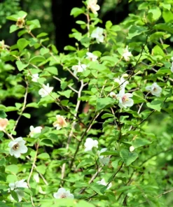 Oyama Magnolia Tree Seeds - White Pink Flowers, Pink Pods, Shrub - Image 8