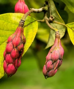 Oyama Magnolia Tree Seeds - White Pink Flowers, Pink Pods, Shrub - Image 9