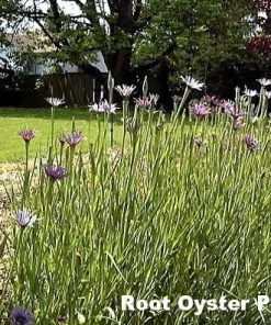 Oyster Carrot Seeds - 50 Seed Pack - Vegetable Oyster Salsify Root - Image 2