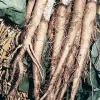 Oyster Carrot Seeds - 50 Seed Pack - Vegetable Oyster Salsify Root - Image 1