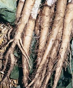 Oyster Carrot Seeds - 50 Seed Pack - Vegetable Oyster Salsify Root - Image 1