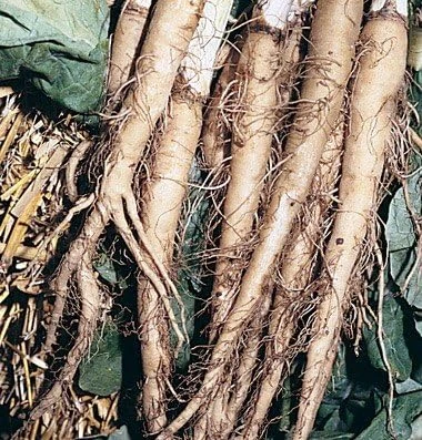 Oyster Carrot Seeds - 50 Seed Pack - Vegetable Oyster Salsify Root - Image 1