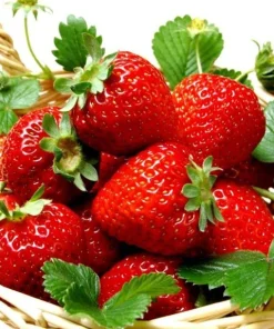 Ozark Beauty Strawberry Plants - 10 Bare Root Plants - Everbearing - Image 2