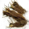 Ozark Beauty Strawberry Plants - 10 Bare Root Plants - Everbearing - Image 1