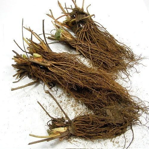 Ozark Beauty Strawberry Plants - 10 Bare Root Plants - Everbearing - Image 1