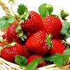 Ozark Beauty Strawberry Plants - 50 Bare Root Everbearing Fruit - Image 1