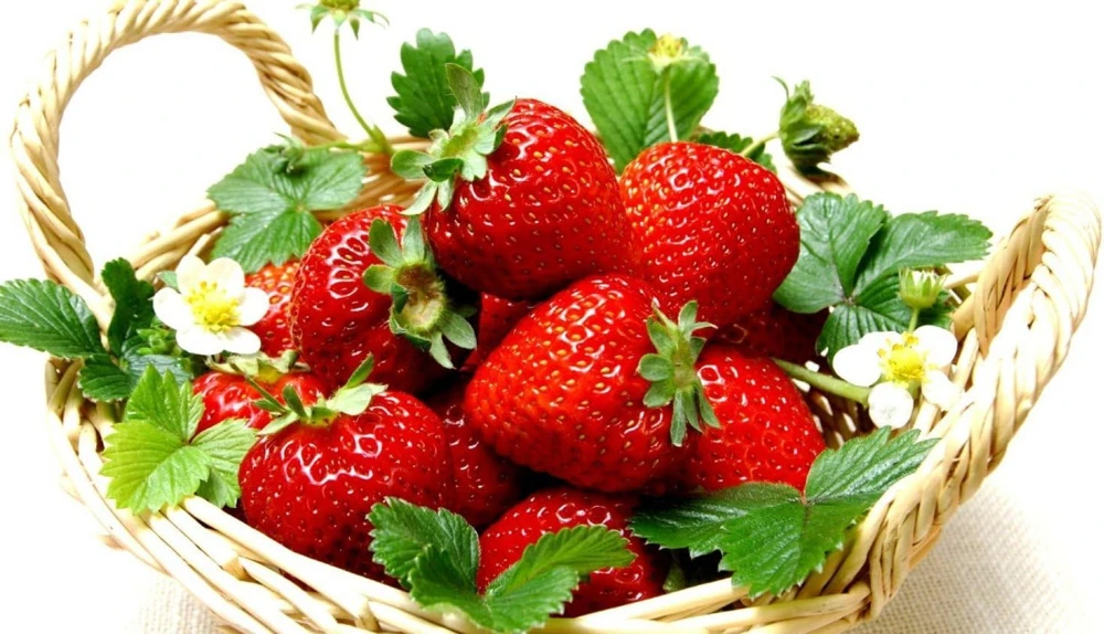 Ozark Beauty Strawberry Plants - 50 Bare Root Everbearing Fruit - Image 1
