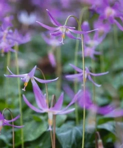 Pagoda Hardy Violet Seeds - Erythronium Revolutum - Shade Plant - 10 Seeds - Image 2