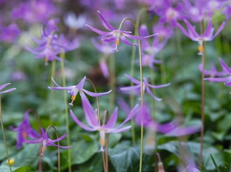 Pagoda Hardy Violet Seeds - Erythronium Revolutum - Shade Plant - 10 Seeds - Image 2