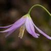 Pagoda Hardy Violet Seeds - Erythronium Revolutum - Shade Plant - 10 Seeds - Image 1